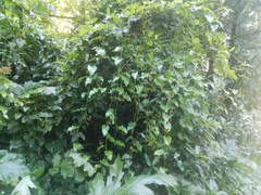 Aristolochia sempervirens