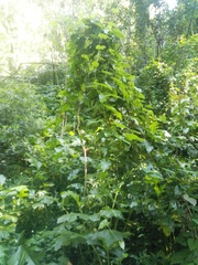 Aristolochia sempervirens