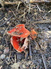 Sarcoscypha occidentalis