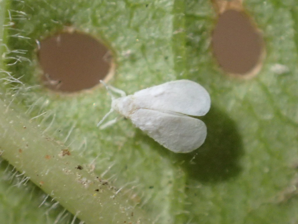 Siphoninus