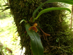 Maxillaria acutifolia