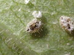 Siphoninus phillyreae