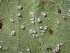 Siphoninus phillyreae