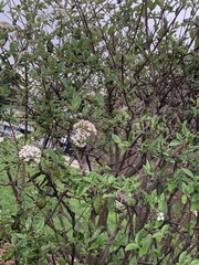 Viburnum carlesii