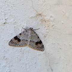 Venusia semistrigata