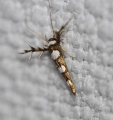 Stathmopoda triselena