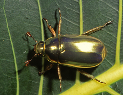 Chrysina resplendens