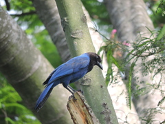Cyanocorax caeruleus