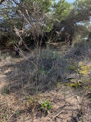 Limonium santapolense