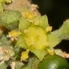 Sarcomphalus mexicanus