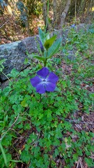 Vinca major
