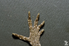 Mokopirirakau granulatus