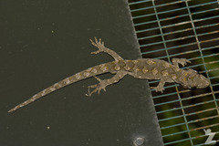 Mokopirirakau granulatus