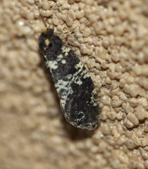 Ardiosteres moretonella