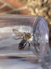Andrena dunningi