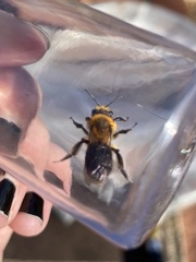 Andrena dunningi