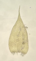 Herzogiella turfacea