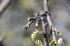 Sarconesiopsis magellanica