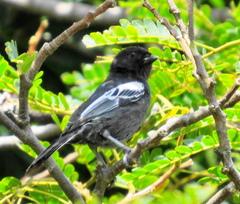 Melaniparus niger niger