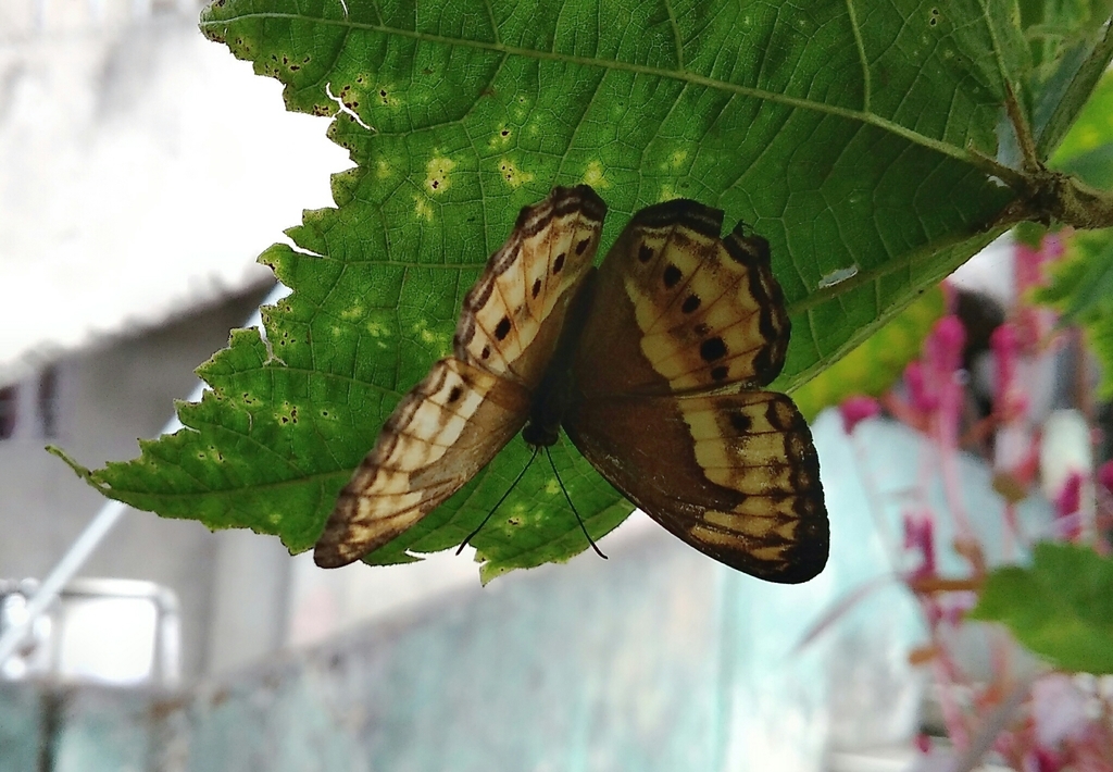 Little Banded Yeoman
