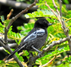 Melaniparus niger niger