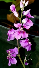 Streptanthus maculatus