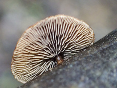 Deconica horizontalis