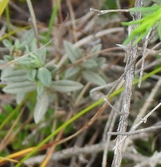 Helianthemum asperum
