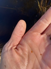 Eubranchipus vernalis