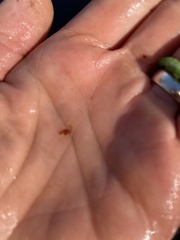 Eubranchipus vernalis