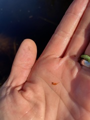 Eubranchipus vernalis