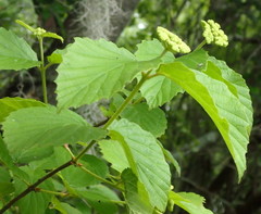 Viburnum scabrellum