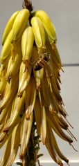 Apis mellifera