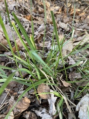 Oryzopsis asperifolia