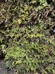 Thamnobryum alleghaniense