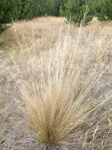 Festuca novae-zelandiae (Hack.) Cockayne