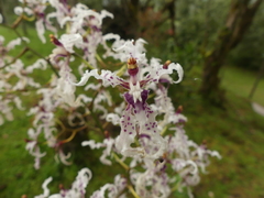 Cyrtochilum ramosissimum