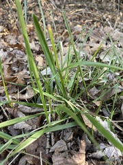 Oryzopsis asperifolia