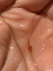 Eubranchipus vernalis