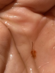 Eubranchipus vernalis