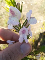 Misopates calycinum