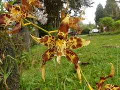 Oncidium hallii