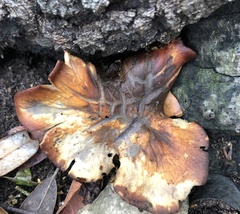 Omphalotus subilludens