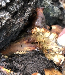 Omphalotus subilludens