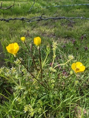 Ranunculus bulbosus