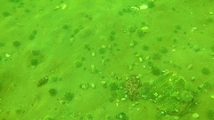 Zirfaea crispata