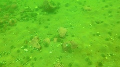Zirfaea crispata