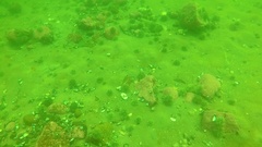 Zirfaea crispata