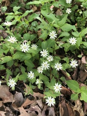 Stellaria corei