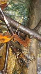 Desmognathus welteri